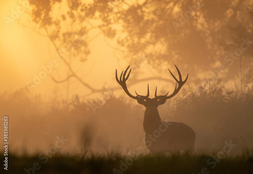 Red deer walking in forest on fog