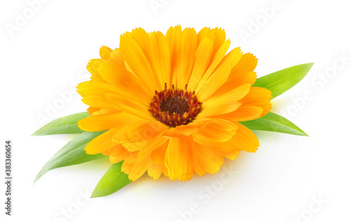One flower head of calendula (marigold) with leaves isolated on white background