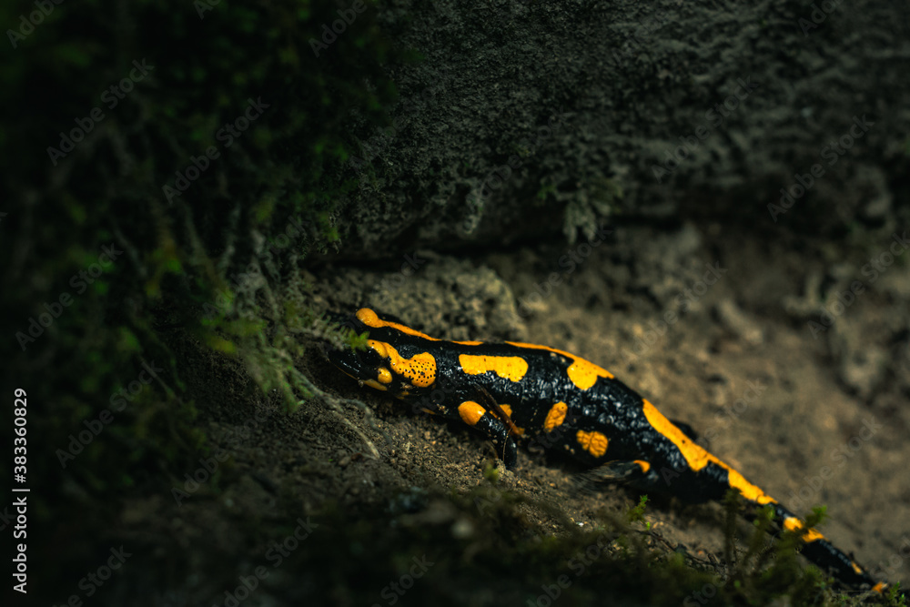 Yellow and black fire salamander on the wet forest ground with green moss Yellow and black fire salamander on the wet forest ground with green moss