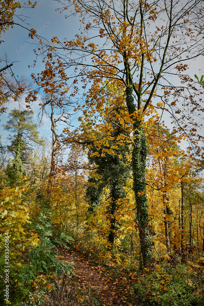 Fototapeta premium Herbst am Kranichsberg in der Rüdersdorfer Heide bei Berlin