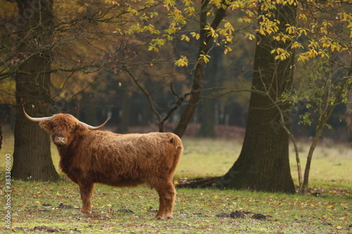  Scottish highlander is standing in the grass and looking straight int. Nature reserve the Staatsbossen in Sint Anthonis. St Anthonisbos, North Brabant, Land van Cuijk, The Netherlands, Europe. photo