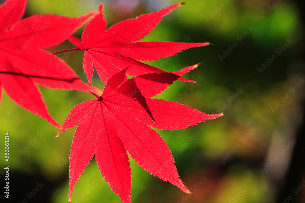 紅葉 紅葉