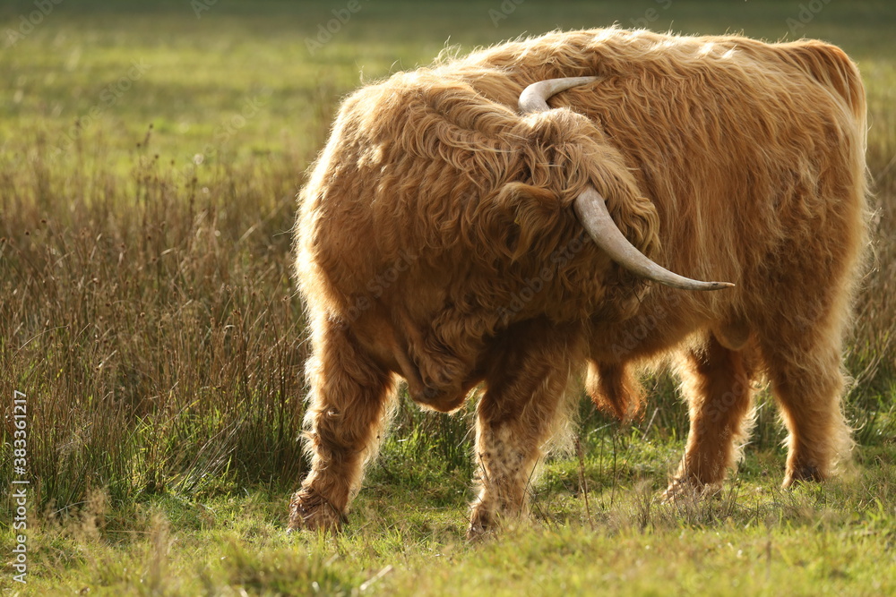 A Scottish highlander is scratching in the meadow. A Scottish highlander is scratching in the meadow.