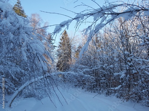 Beautiful snowy forest in sunny witner day photo