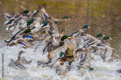 Fotografie, Obraz Duck queen with her entourage