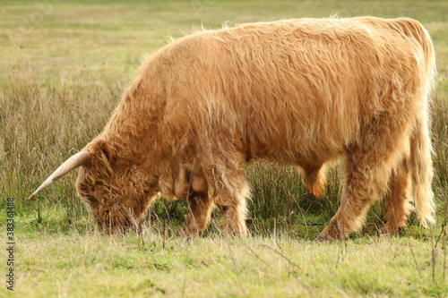 Scottish highlander is grazing in the protected nature area the Staatsbossen in Sint Anthonis. St Anthonisbos, North Brabant, Land van Cuijk, The Netherlands, Europe. photo