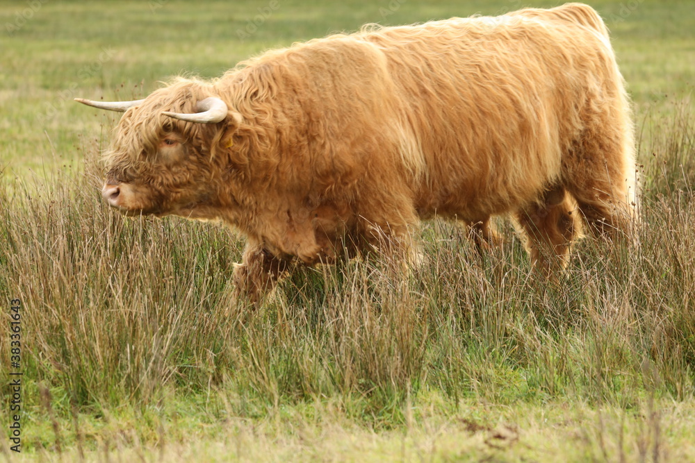 A Scottish highlander in the protected nature reserve the Staatsbossen in Sint Anthonis. St Anthonisbos, north Brabant, Land van Cuijk, The Netherlands, Europe. A Scottish highlander in the protected nature reserve the Staatsbossen in Sint Anthonis. St Anthonisbos, north Brabant, Land van Cuijk, The Netherlands, Europe.