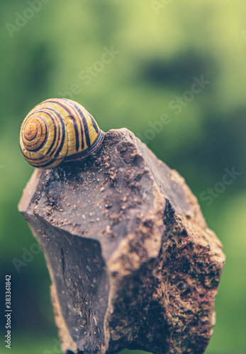 Schnecke und Schneckenhaus auf einem Stein in Nahaufnahmemit grünem Wald im Hintergrund. Bokeh Effekt Close up Fotografie. photo