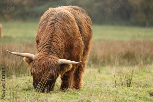 Scottish highlander is grazing in the protected nature area the Staatsbossen in Sint Anthonis. St Anthonisbos, North Brabant, Land van Cuijk, The Netherlands, Europe. photo