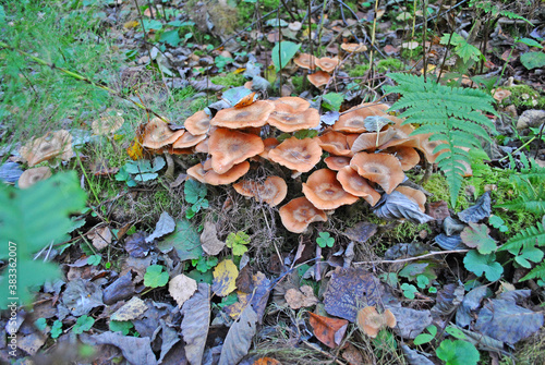 Honey fungus and fallen leaves in the forest