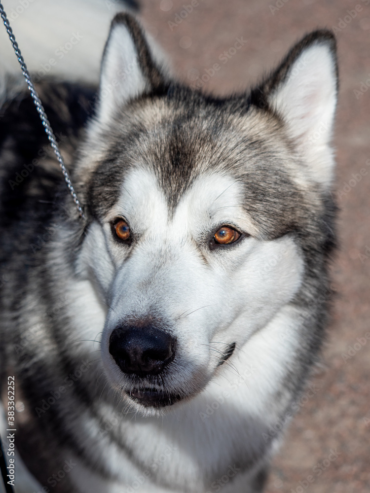 Portrait of a charming fluffy gray-white Alaskan Malamute close-up. Beautiful huge friendly sled dog breed. A female Malamute with beautiful intelligent brown eyes.