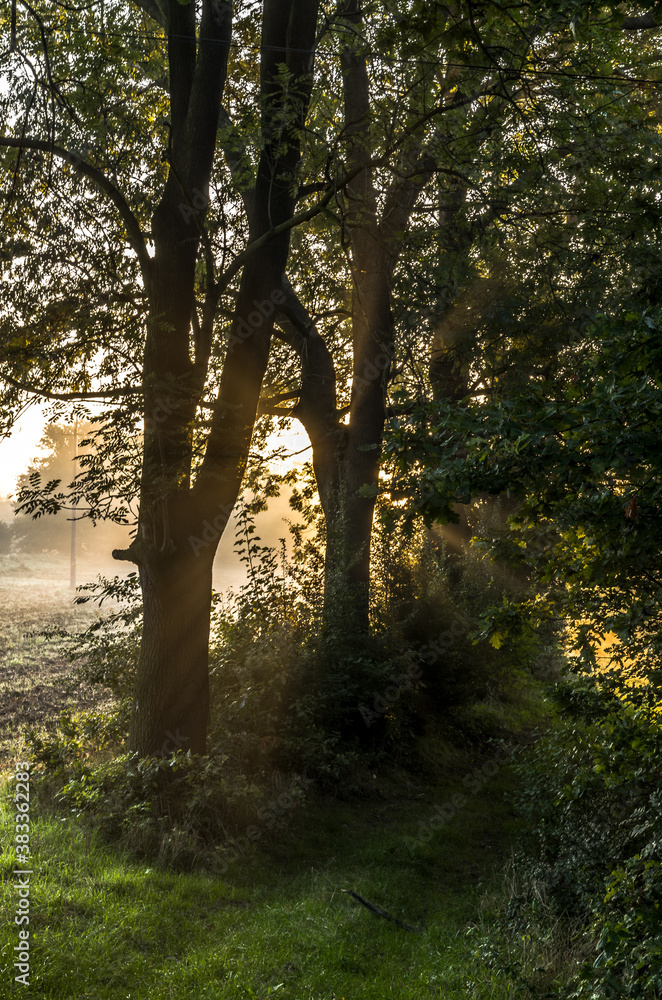 Naklejka premium Foggy morning in the field