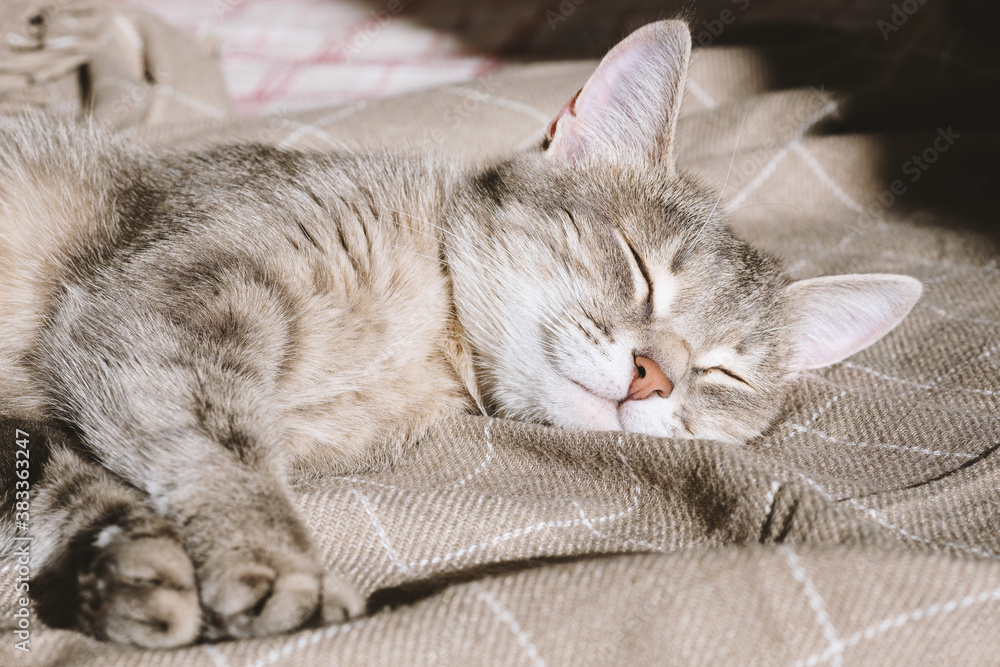 A domestic striped gray cat lies on the couch under a beige plaid and sleeps. The cat in the home interior. Image for veterinary clinics, sites about cats A domestic striped gray cat lies on the couch under a beige plaid and sleeps. The cat in the home interior. Image for veterinary clinics, sites about cats