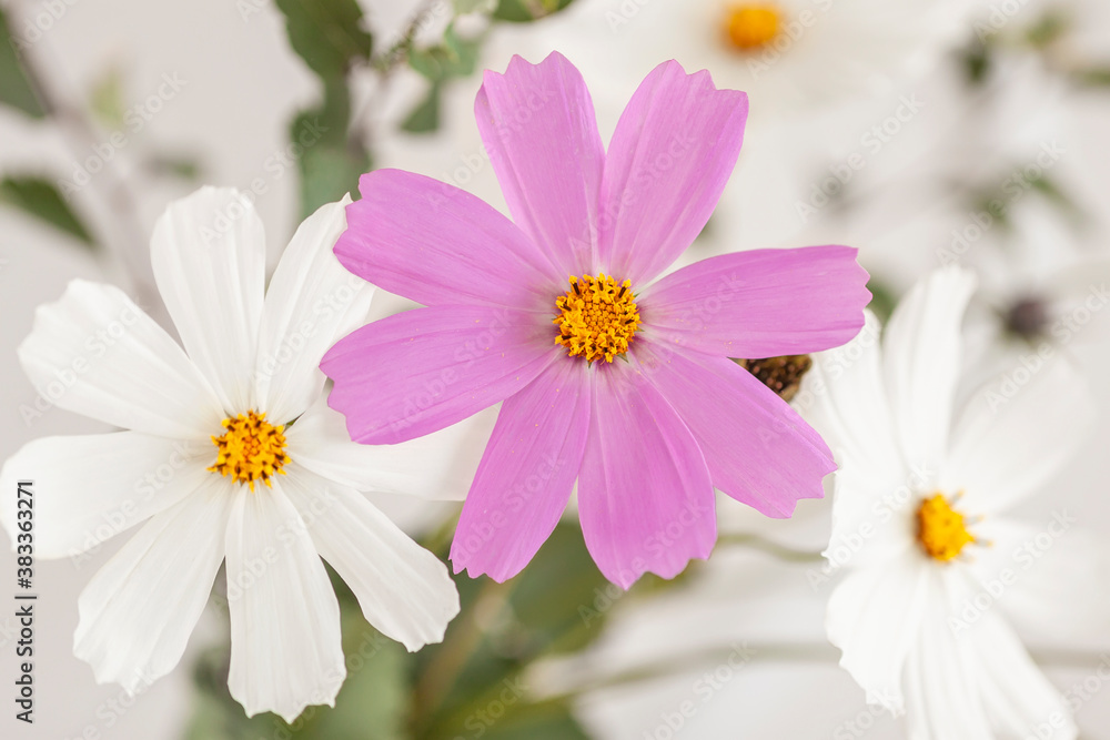 Natural floral light background, tender cosmos flowers close-up. Delicate backdrop, wallpaper, postcard Natural floral light background, tender cosmos flowers close-up. Delicate backdrop, wallpaper, postcard