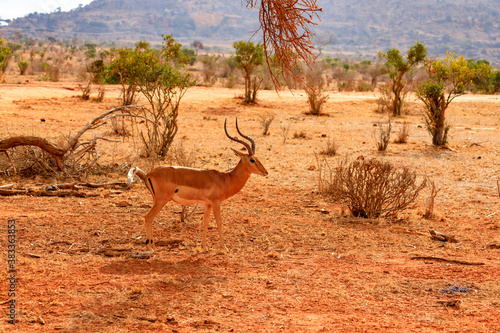 Gazellen in Tsavo East National Park, Safari in Kenia. © AIDAsign