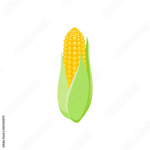 Corn cob vector illustration isolated on white background. Eps 10 vector illustration of maize.