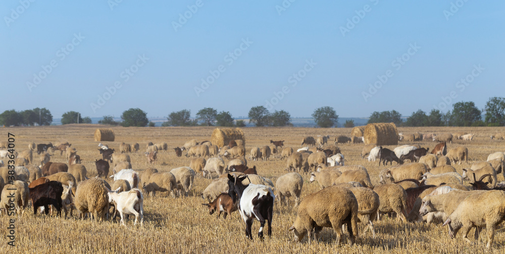 Fototapeta premium A herd of goats and sheep. Animals graze on the stubble of wheat. Round bales of straw in the field.