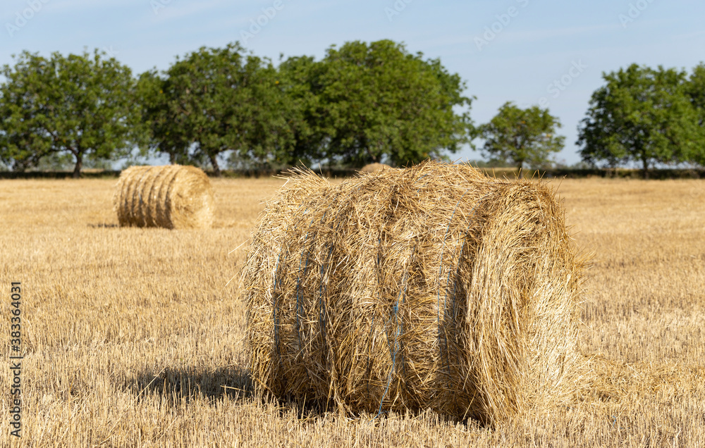 Wheat harvesting. Round bales of straw in the field.