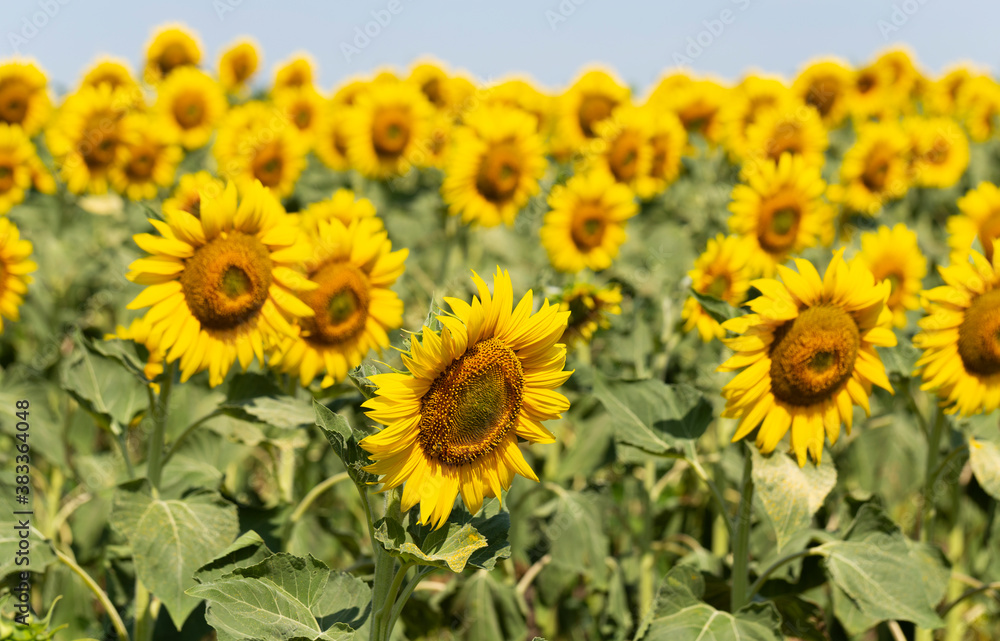 Sunflower Flower Blossom. Field of Golden sunflowers, illuminated by the midday sun. Bee collects pollen in the sunflower.