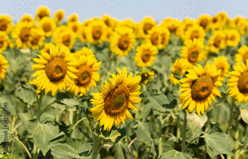 Sunflower Flower Blossom. Field of Golden sunflowers  illuminated by the midday sun. Bee collects pollen in the sunflower.