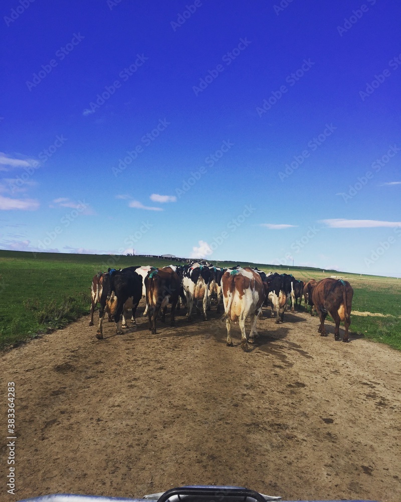 Obraz premium cows on the farm