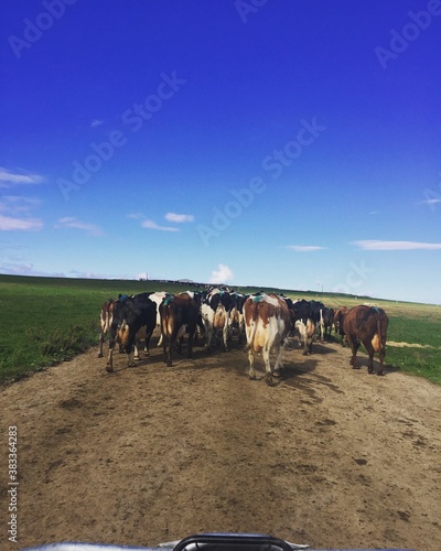 cows on the farm