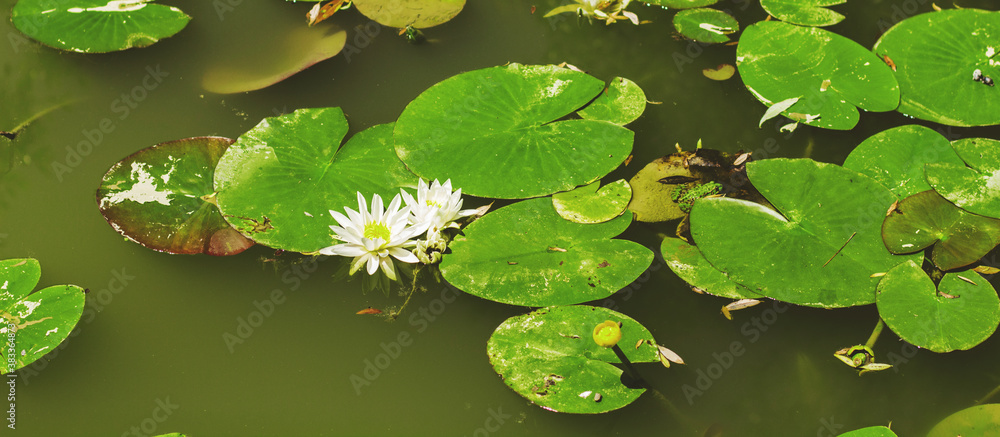 Water lily flower and leaves ,on the swamp water at daylight. Water lily flower and leaves ,on the swamp water at daylight.