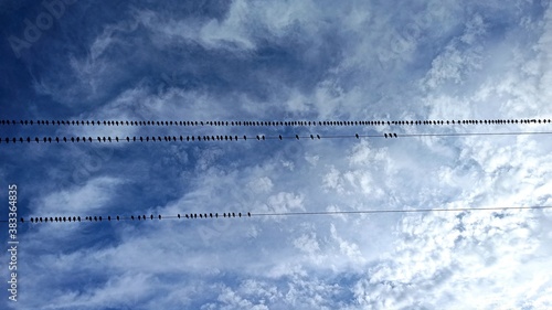 Row of birds sitting on electric wires against background of the sky