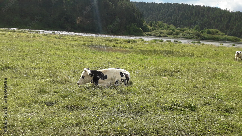 Fototapeta premium cow in the field