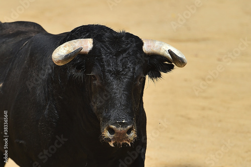 toro negro español con grandes cuernos en una plaza de toros