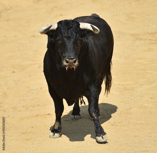 toro bravo español con grandes cuernos corriendo en una plaza de toros durante un espectaculo taurino