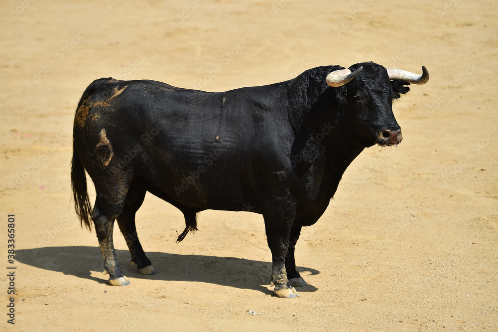 toro bravo español con grandes cuernos corriendo en una plaza de toros durante un espectaculo taurino toro bravo español con grandes cuernos corriendo en una plaza de toros durante un espectaculo taurino