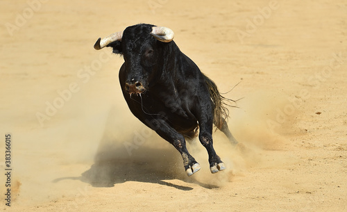 toro bravo español con grandes cuernos corriendo en una plaza de toros durante un espectaculo taurino