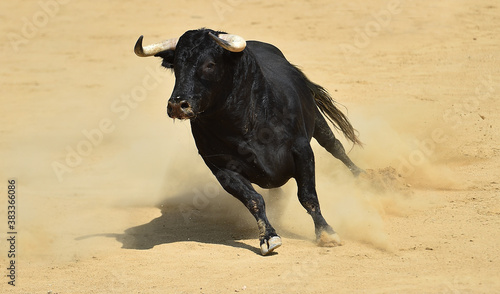 spanish black bull with big horns on spanish bullring in a traditional spectacle of bullfight