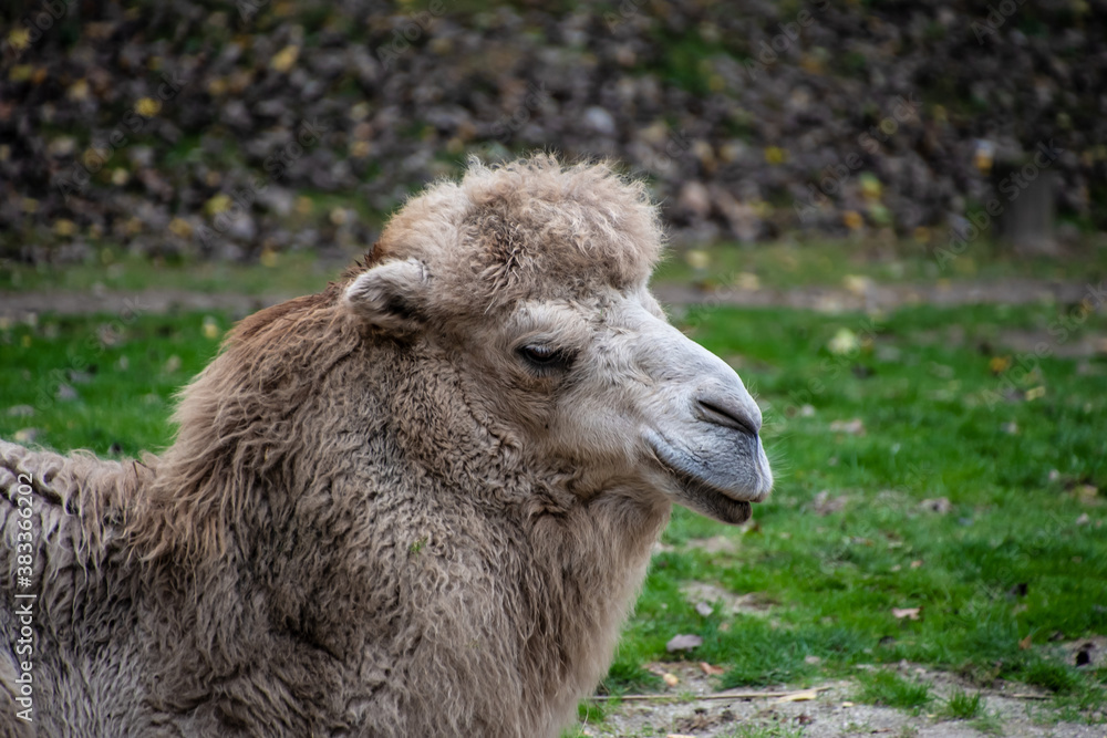 Portrait of a Bactrian Camel. Geographic Range: Its population of two million exists mainly in the domesticated form