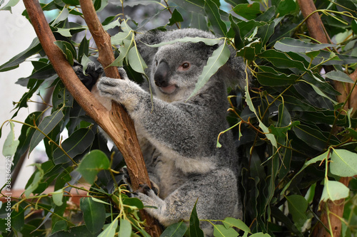 koala on the tree, Brisbane, Australia