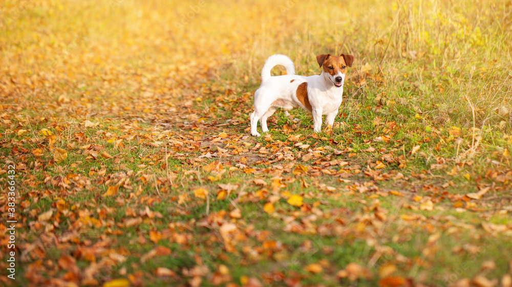 a red-and-white dog walks in an autumn Park a red-and-white dog walks in an autumn Park