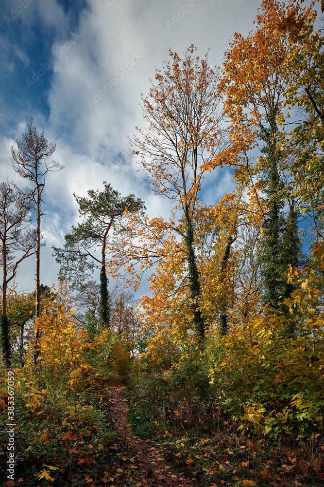 Herbstlicher Wanderpfad auf dem Kranichsberg in der Rüdersdorfer Heide