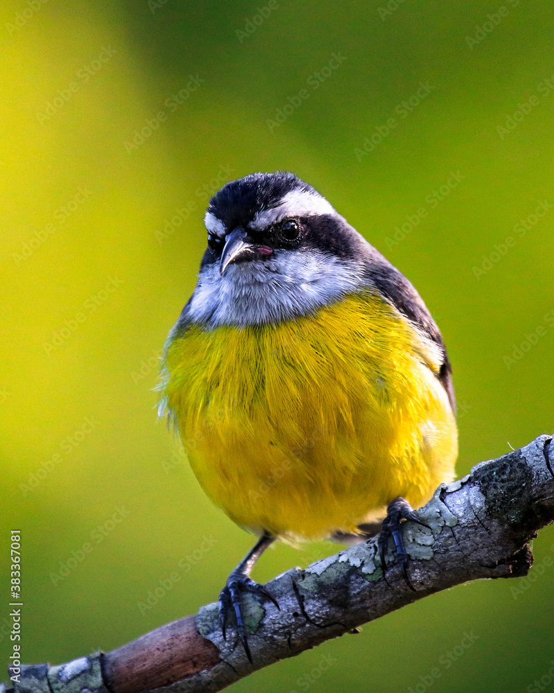 Obraz premium bird on a branch