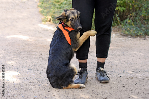 a timid puppy cuddles against the leg of its owner.