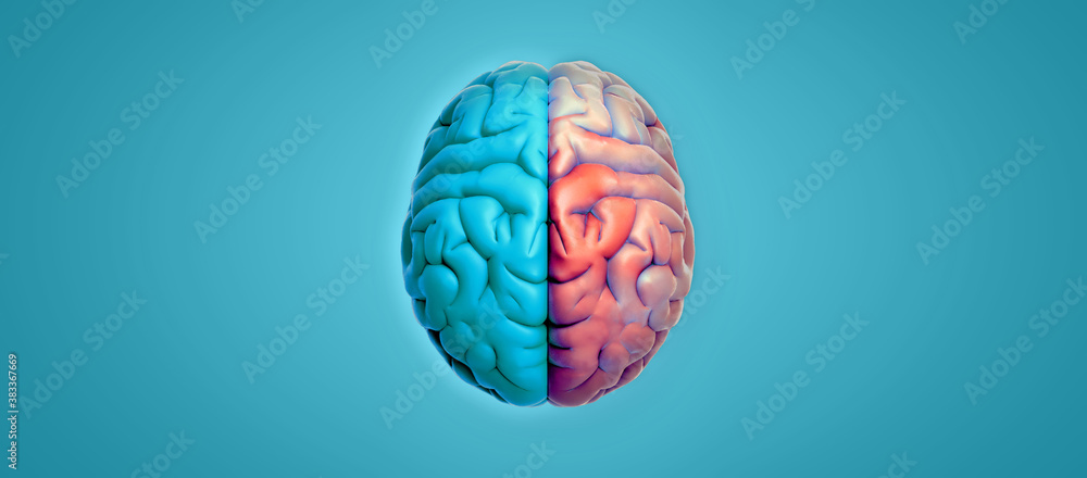 3D rendering hemispheres brain top view isolated on blank green background 3D rendering hemispheres brain top view isolated on blank green background