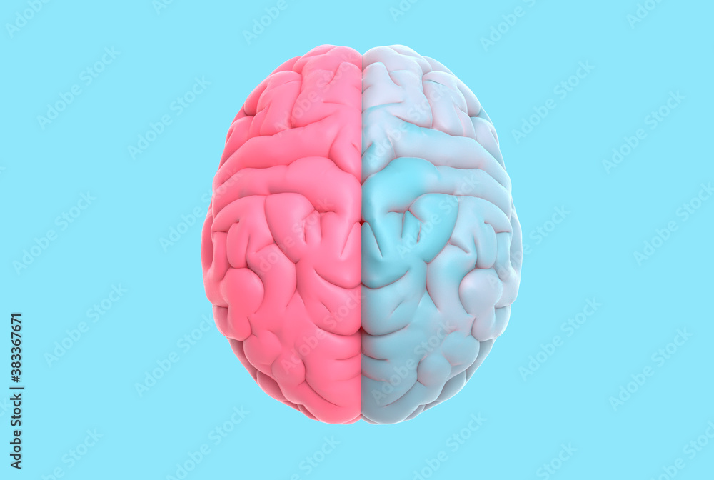 3D rendering brain top view pink on left and blue on right side 3D rendering brain top view pink on left and blue on right side