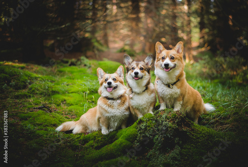 Photography Three happy sitting welsh corgi pembroke dogs in the forest