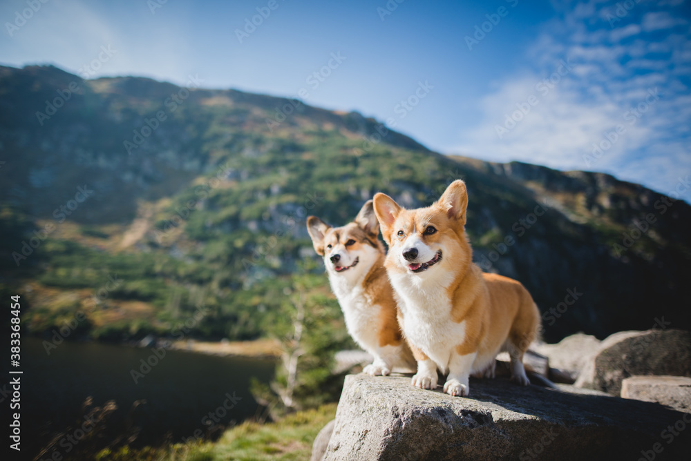 Fototapeta premium Welsh corgi pembroke dogs in the mountains