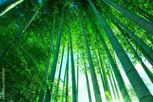 竹林 © Paylessimages