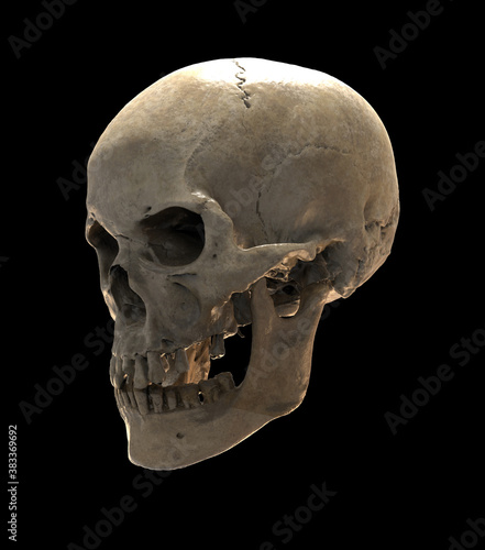 3D rendering skull side view isolated on dark BG