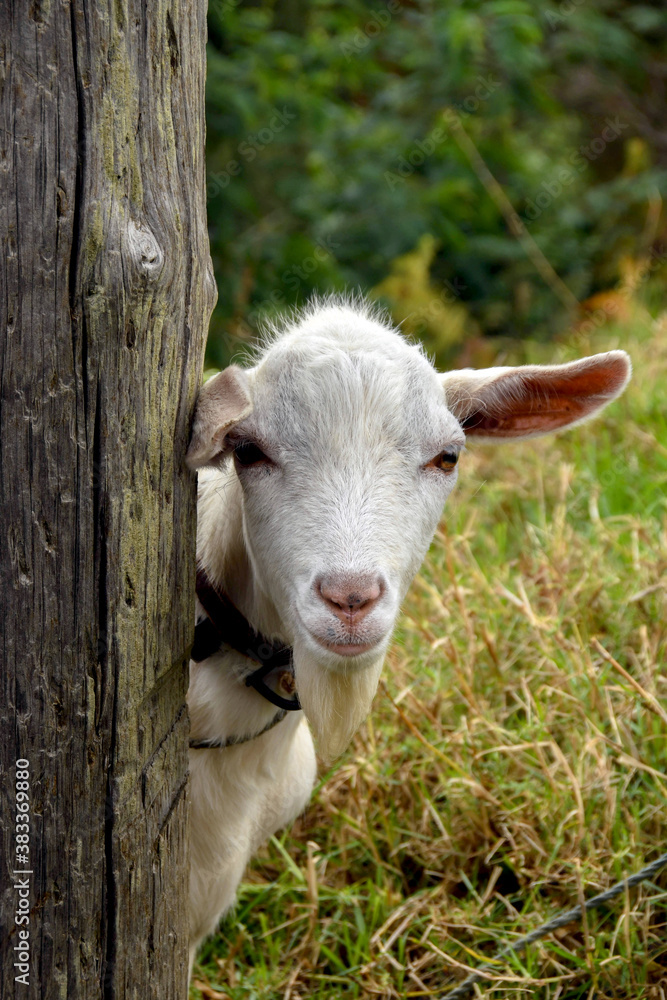 Goat looking at the camera from behind a wooden post. No people. Copy space. Goat looking at the camera from behind a wooden post. No people. Copy space.