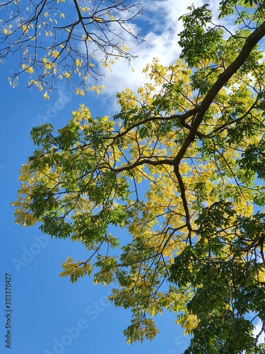 Canvastavla Autumn trees