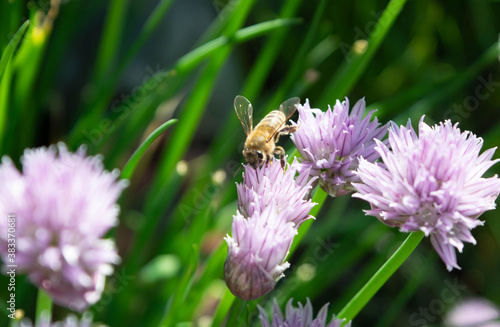 bee on a flower