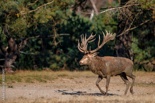 Red deer stag,Cervus elaphus,  on a field in the forest in the rutting season in Hoge Veluwe National Park in the Netherlands © henk bogaard